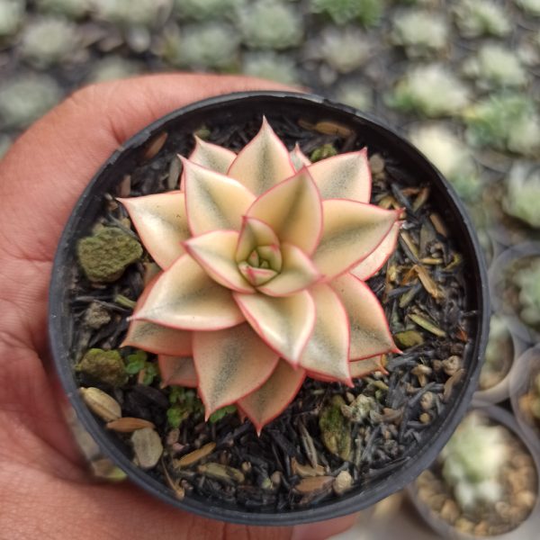 317. Echeveria Monocerotis Aurea Variegated - Image 5