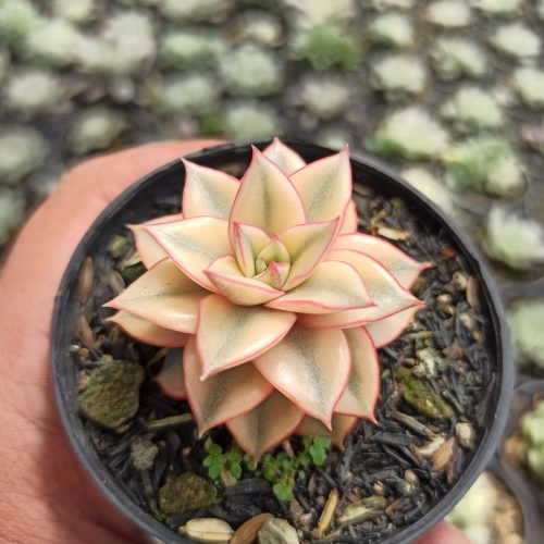 Echeveria Monocerotis Aurea Variegated, real gallery image #8 plants. Picture taken directly from kaktus.id community Echeveria farmer green houses.