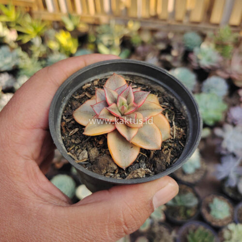 Echeveria Monocerotis Aurea Variegated, real gallery image #3 plants. Picture taken directly from kaktus.id community Echeveria farmer green houses.
