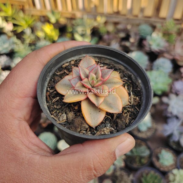 317. Echeveria Monocerotis Aurea Variegated - Image 4