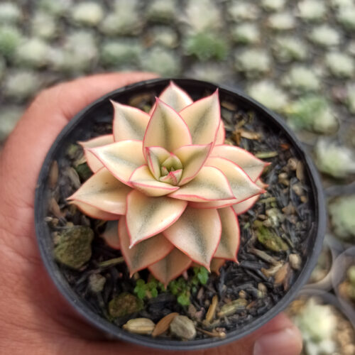 Echeveria Monocerotis Aurea Variegated, real gallery image #2 plants. Picture taken directly from kaktus.id community Echeveria farmer green houses.