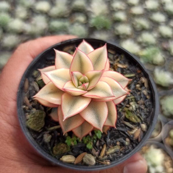 317. Echeveria Monocerotis Aurea Variegated - Image 3