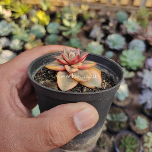 Echeveria Monocerotis Aurea Variegated, real gallery image #5 plants. Picture taken directly from kaktus.id community Echeveria farmer green houses.