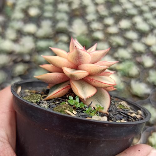 Echeveria Monocerotis Aurea Variegated, real gallery image #11 plants. Picture taken directly from kaktus.id community Echeveria farmer green houses.