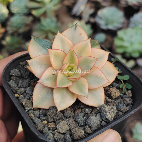 Echeveria Monocerotis Aurea Variegated, real gallery image #7 plants. Picture taken directly from kaktus.id community Echeveria farmer green houses.