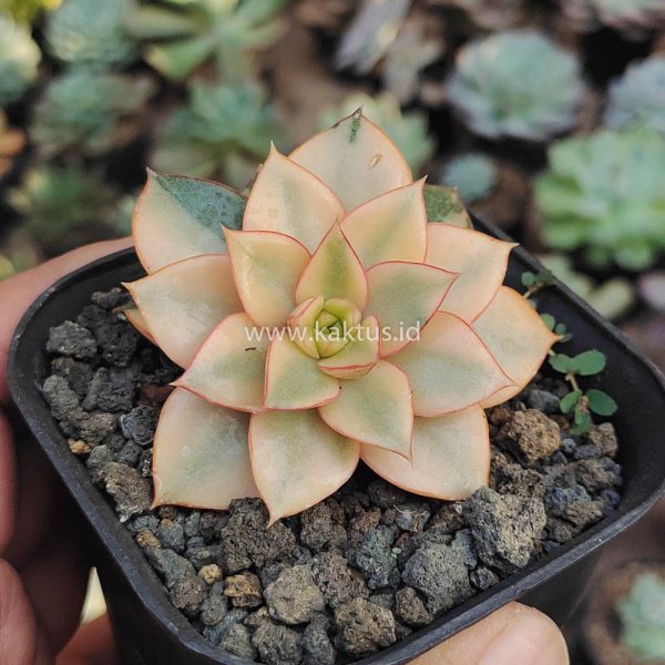 317. Echeveria Monocerotis Aurea Variegated - Image 8