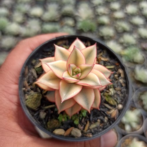 Echeveria Monocerotis Aurea Variegated, real gallery image #10 plants. Picture taken directly from kaktus.id community Echeveria farmer green houses.