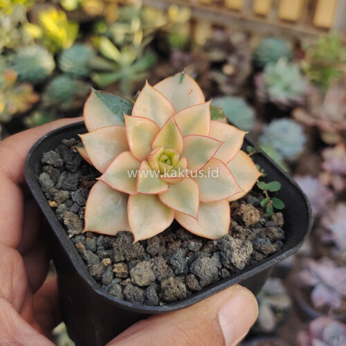Echeveria Monocerotis Aurea Variegated, real gallery image #9 plants. Picture taken directly from kaktus.id community Echeveria farmer green houses.