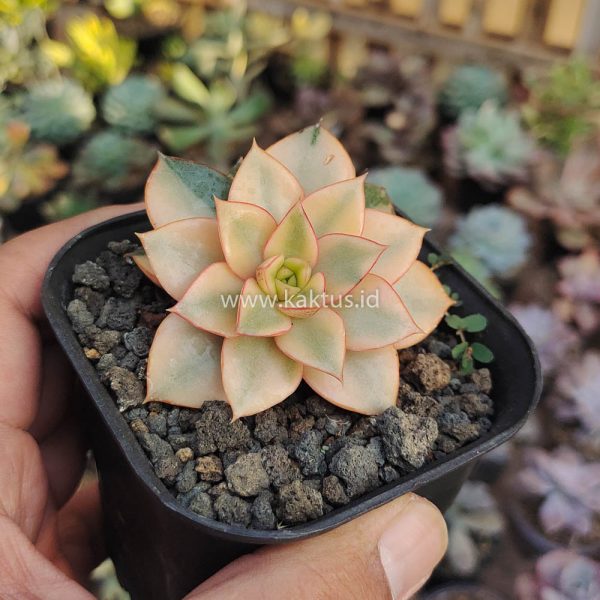 317. Echeveria Monocerotis Aurea Variegated - Image 10