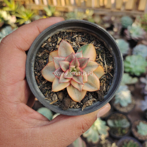 Echeveria Monocerotis Aurea Variegated, real gallery image #6 plants. Picture taken directly from kaktus.id community Echeveria farmer green houses.