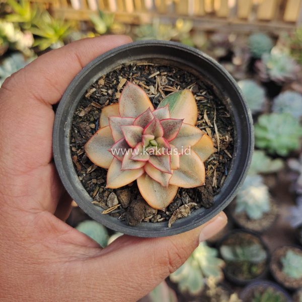 317. Echeveria Monocerotis Aurea Variegated - Image 7