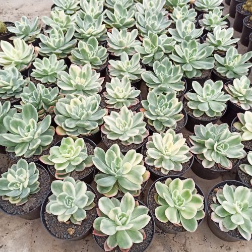 Echeveria Lemon Lime Variegated, real gallery image #1 plants. Picture taken directly from kaktus.id community Echeveria farmer green houses.