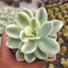 Echeveria Lemon Lime Variegated, real gallery image #2 plants. Picture taken directly from kaktus.id community Echeveria farmer green houses.