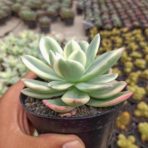 Echeveria Lemon Lime Variegated, real gallery image #3 plants. Picture taken directly from kaktus.id community Echeveria farmer green houses.