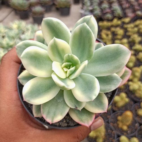 Echeveria Lemon Lime Variegated, real gallery image #4 plants. Picture taken directly from kaktus.id community Echeveria farmer green houses.