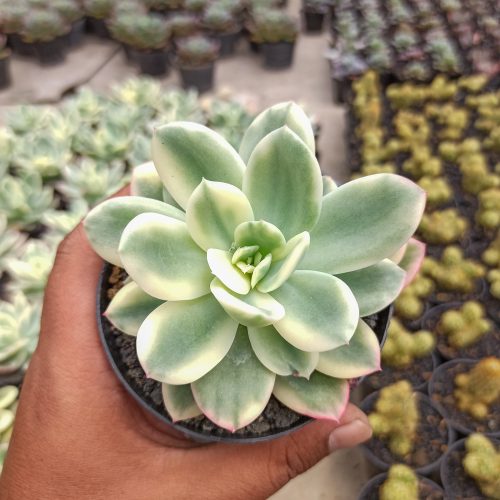Echeveria Lemon Lime Variegated, real gallery image #5 plants. Picture taken directly from kaktus.id community Echeveria farmer green houses.