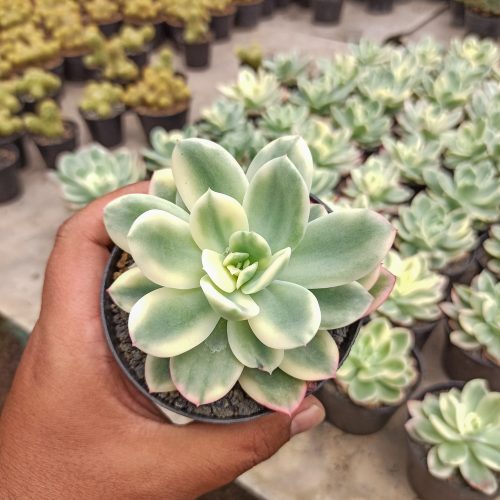 Echeveria Lemon Lime Variegated, real gallery image #6 plants. Picture taken directly from kaktus.id community Echeveria farmer green houses.