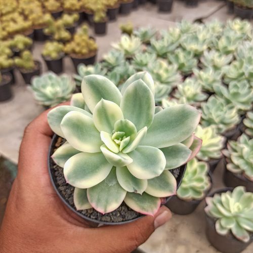 Echeveria Lemon Lime Variegated, real gallery image #7 plants. Picture taken directly from kaktus.id community Echeveria farmer green houses.