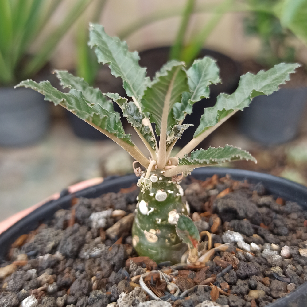 kaktus.id