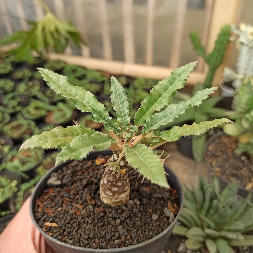 kaktus.id