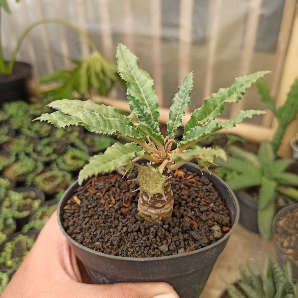 kaktus.id