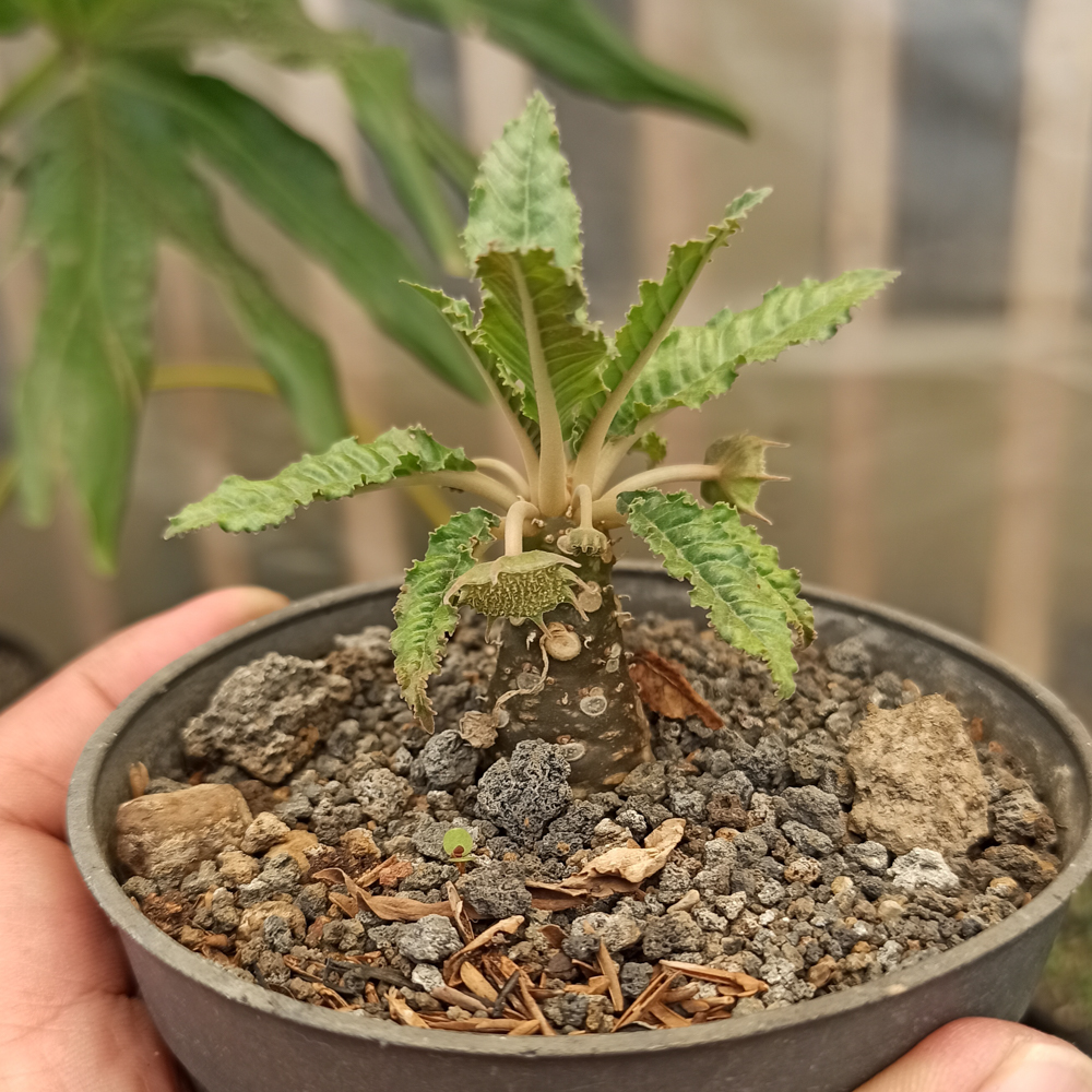 kaktus.id