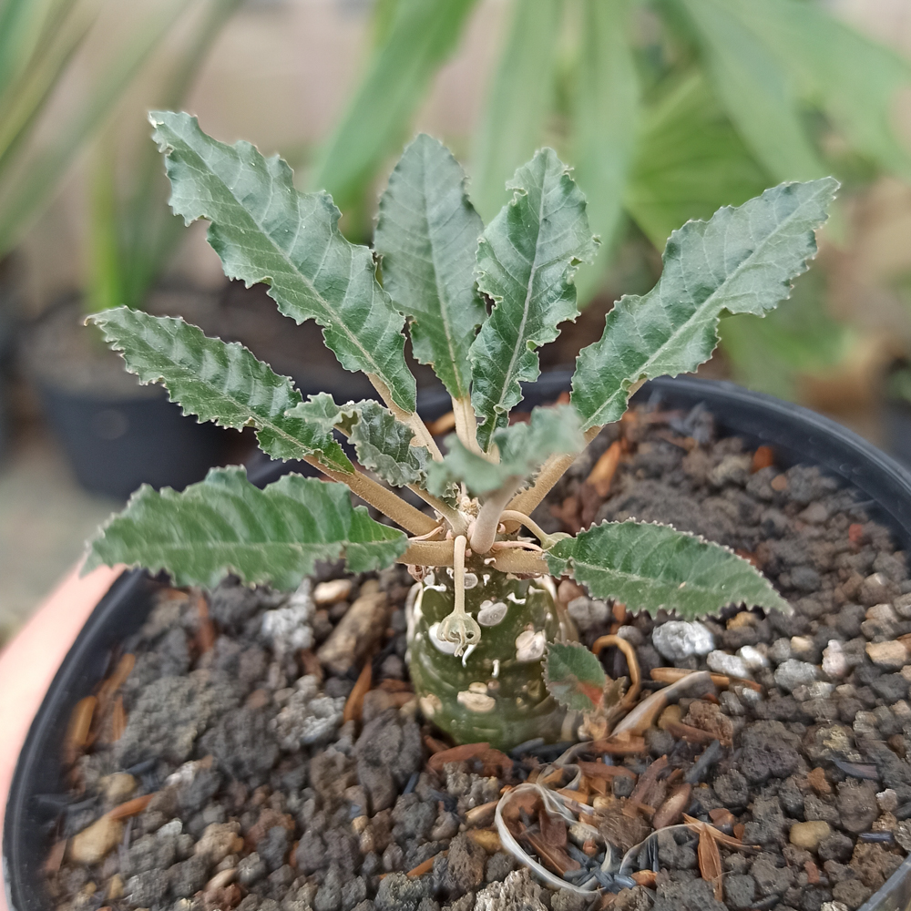 kaktus.id