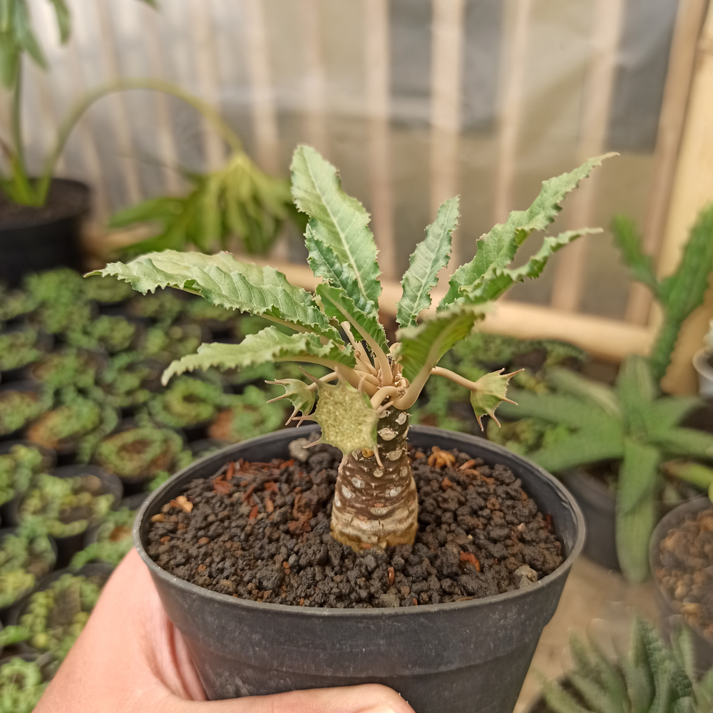 kaktus.id