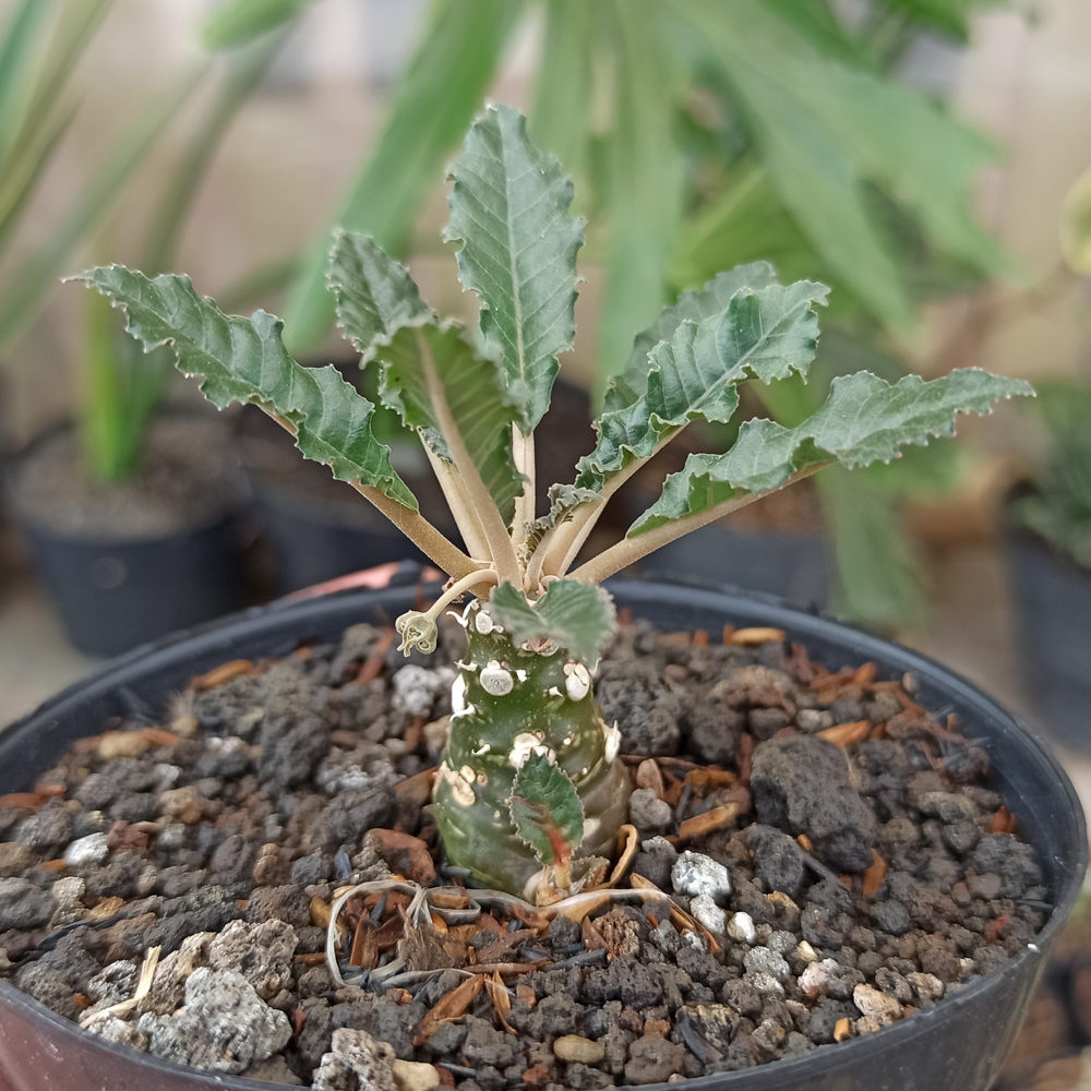 kaktus.id