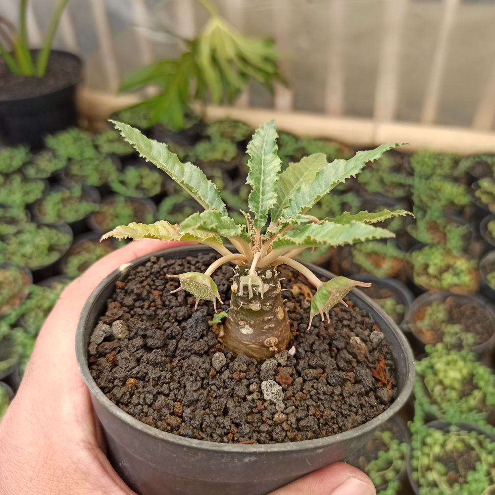 kaktus.id