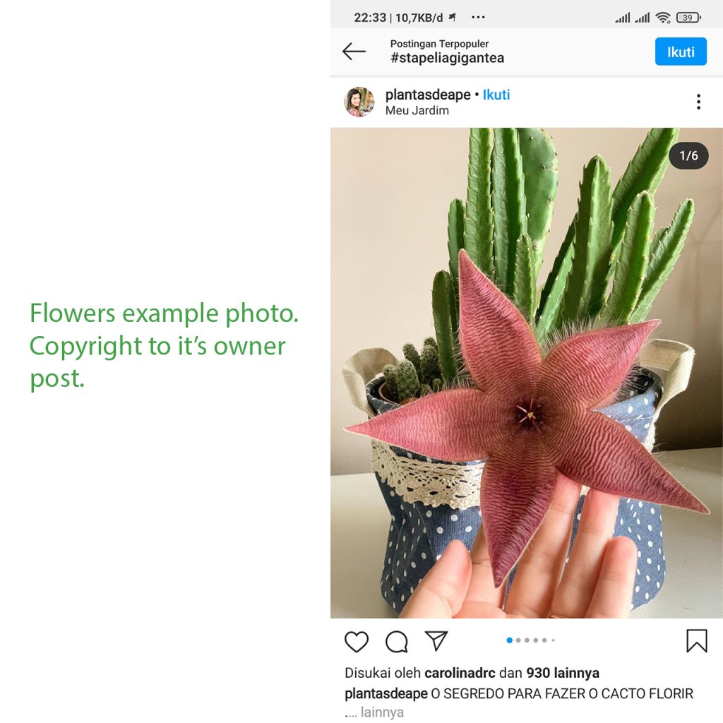 kaktus.id