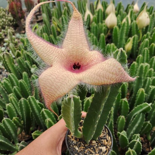 Stapelia Gigantea, real gallery image #9 plants. Picture taken directly from kaktus.id community Stapelia farmer green houses.