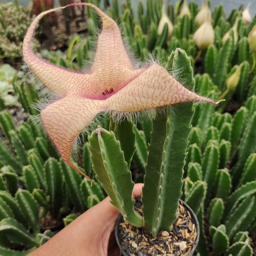 Stapelia Gigantea, real gallery image #11 plants. Picture taken directly from kaktus.id community Stapelia farmer green houses.