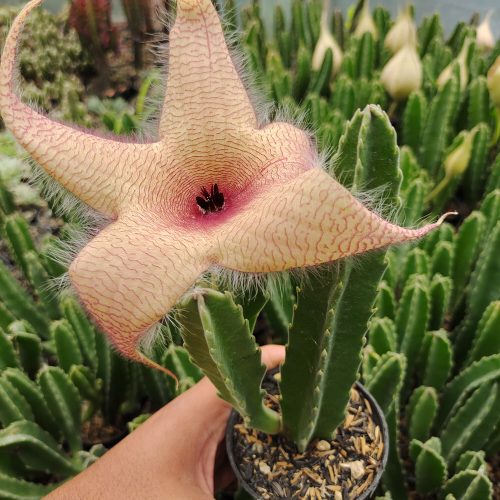 Stapelia Gigantea, real gallery image #7 plants. Picture taken directly from kaktus.id community Stapelia farmer green houses.
