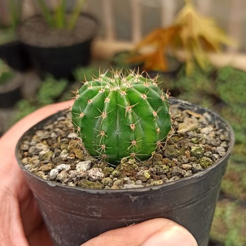 Echinocactus Eyriesii, real gallery image #1 plants. Picture taken directly from kaktus.id community Echinocactus farmer green houses.