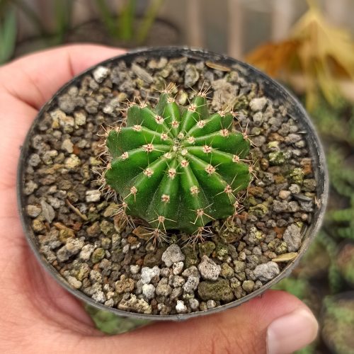 Echinocactus Eyriesii, real gallery image #2 plants. Picture taken directly from kaktus.id community Echinocactus farmer green houses.