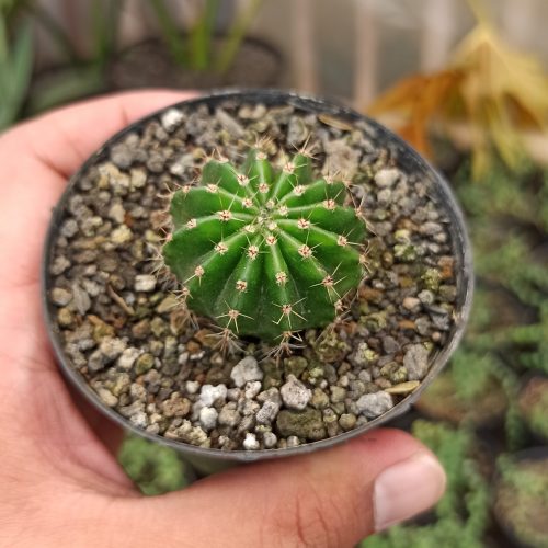 Echinocactus Eyriesii, real gallery image #4 plants. Picture taken directly from kaktus.id community Echinocactus farmer green houses.