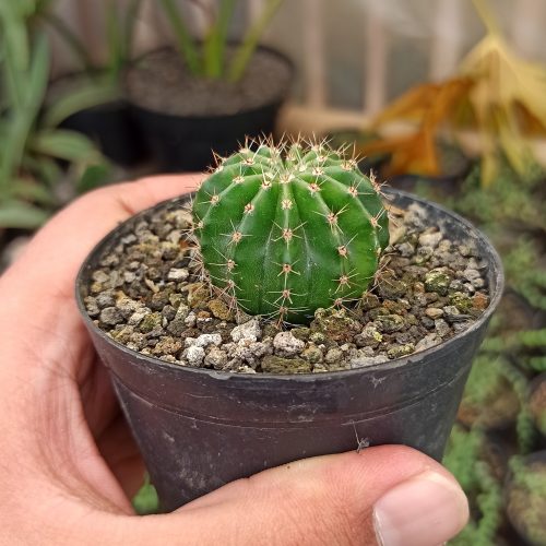 Echinocactus Eyriesii, real gallery image #3 plants. Picture taken directly from kaktus.id community Echinocactus farmer green houses.