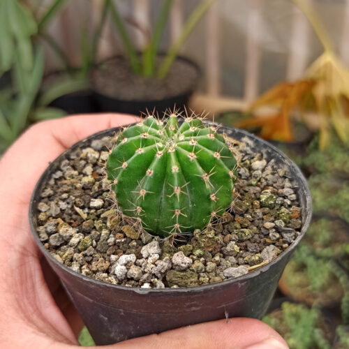 Echinocactus Eyriesii, real gallery image #5 plants. Picture taken directly from kaktus.id community Echinocactus farmer green houses.