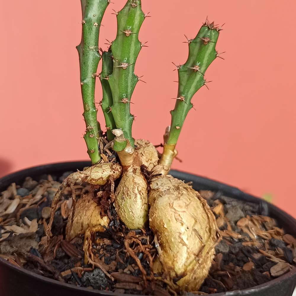 kaktus.id