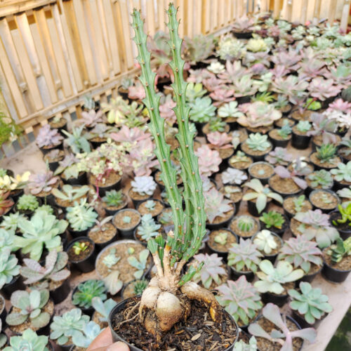 Euphorbia Knuthii, real gallery image #4 plants. Picture taken directly from kaktus.id community Euphorbia farmer green houses.