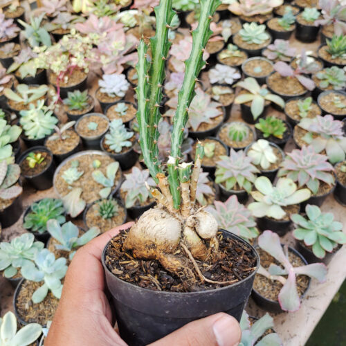 Euphorbia Knuthii, real gallery image #6 plants. Picture taken directly from kaktus.id community Euphorbia farmer green houses.