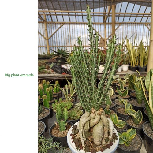 Euphorbia Knuthii, real gallery image #7 plants. Picture taken directly from kaktus.id community Euphorbia farmer green houses.