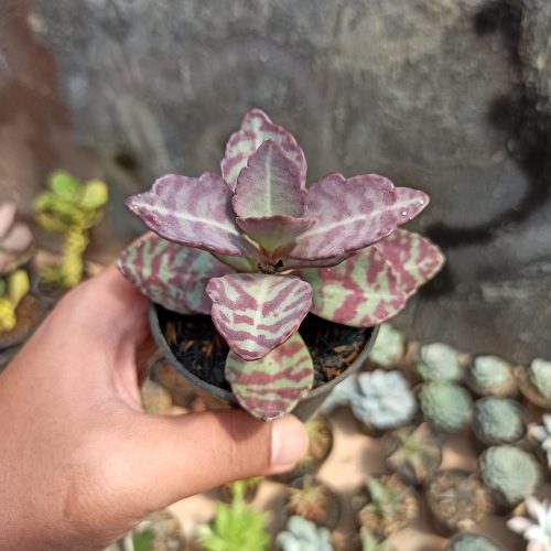 Kalanchoe Humilis, real gallery image #2 plants. Picture taken directly from kaktus.id community Kalanchoe farmer green houses.