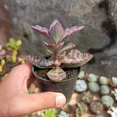 Kalanchoe Humilis, real gallery image #4 plants. Picture taken directly from kaktus.id community Kalanchoe farmer green houses.