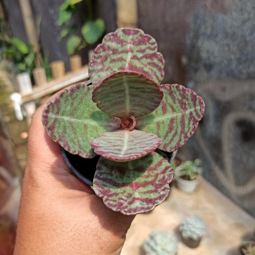 Kalanchoe Humilis, real gallery image #6 plants. Picture taken directly from kaktus.id community Kalanchoe farmer green houses.