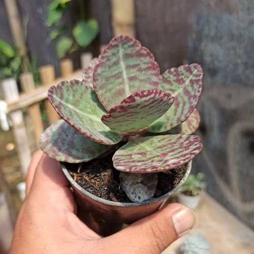 Kalanchoe Humilis, real gallery image #8 plants. Picture taken directly from kaktus.id community Kalanchoe farmer green houses.