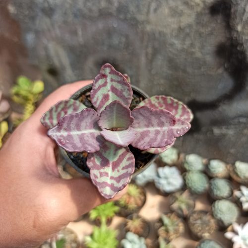 Kalanchoe Humilis, real gallery image #11 plants. Picture taken directly from kaktus.id community Kalanchoe farmer green houses.