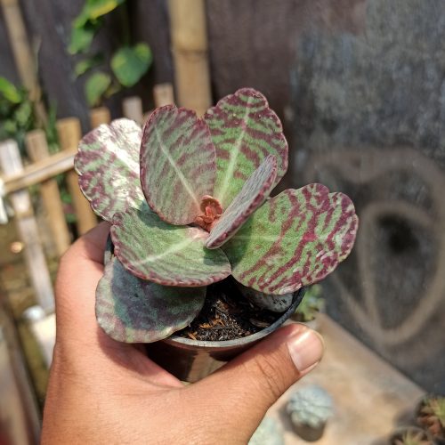 Kalanchoe Humilis, real gallery image #9 plants. Picture taken directly from kaktus.id community Kalanchoe farmer green houses.