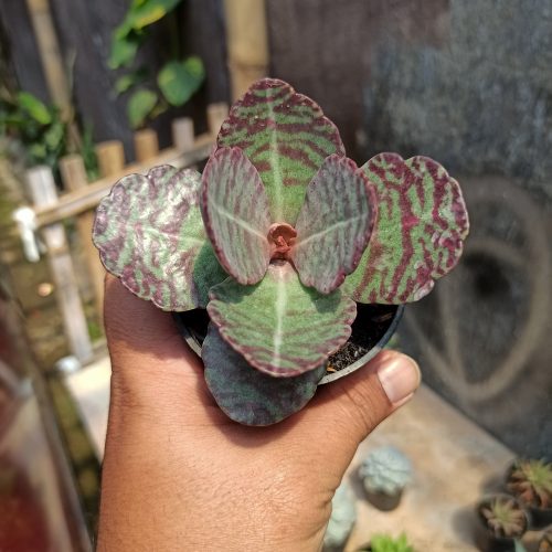 Kalanchoe Humilis, real gallery image #10 plants. Picture taken directly from kaktus.id community Kalanchoe farmer green houses.